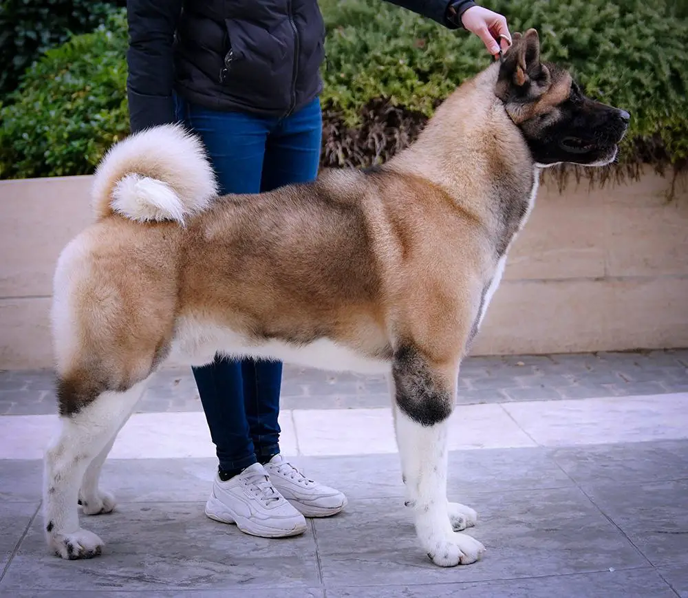 MLD GCH, MLD CH, UKR GJCH, UKR JCH Indevor Do Anything For Love