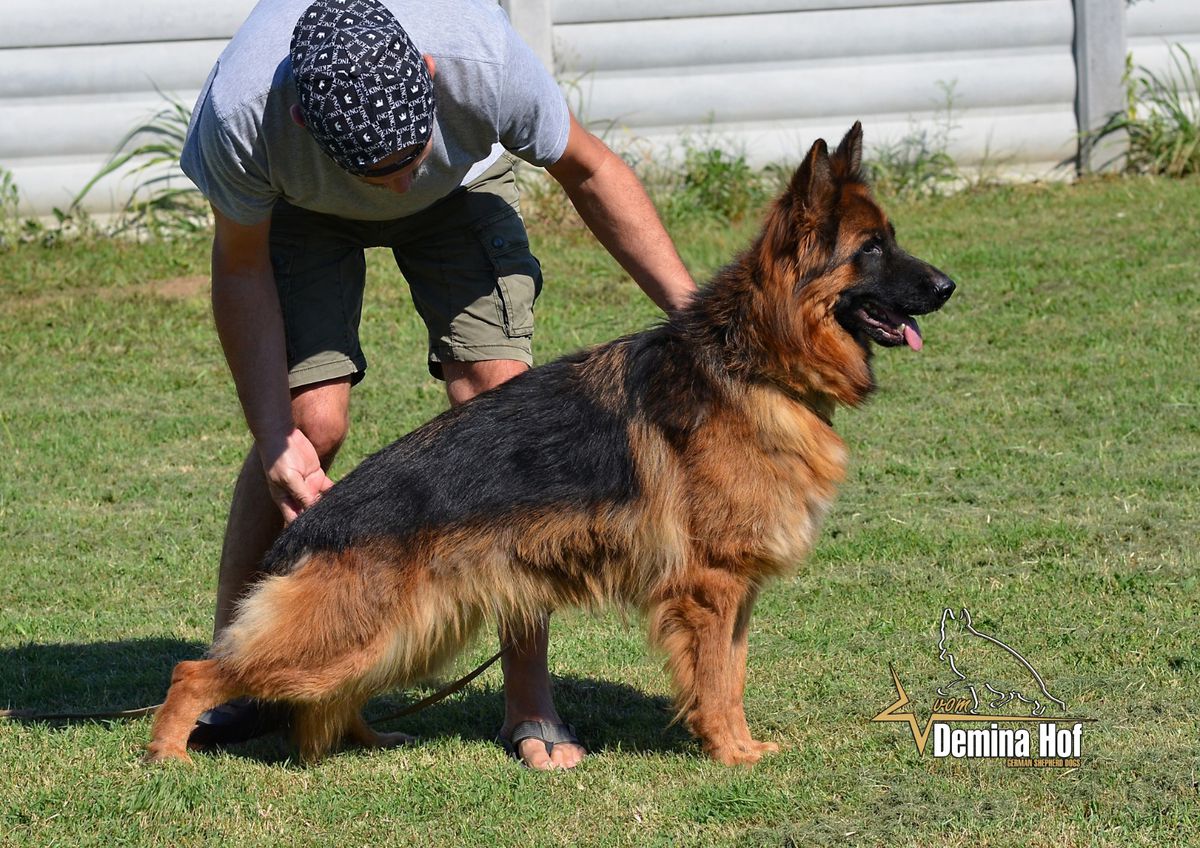SG Red Rose vom Platanshof (Plantanshof)
