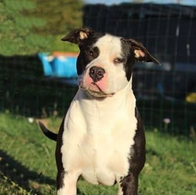 olyfield des amours de stafford