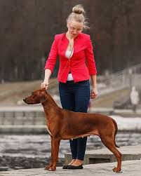 CH of Russia, 2* CH of RKF Amari Lulu Vimba Shamwari