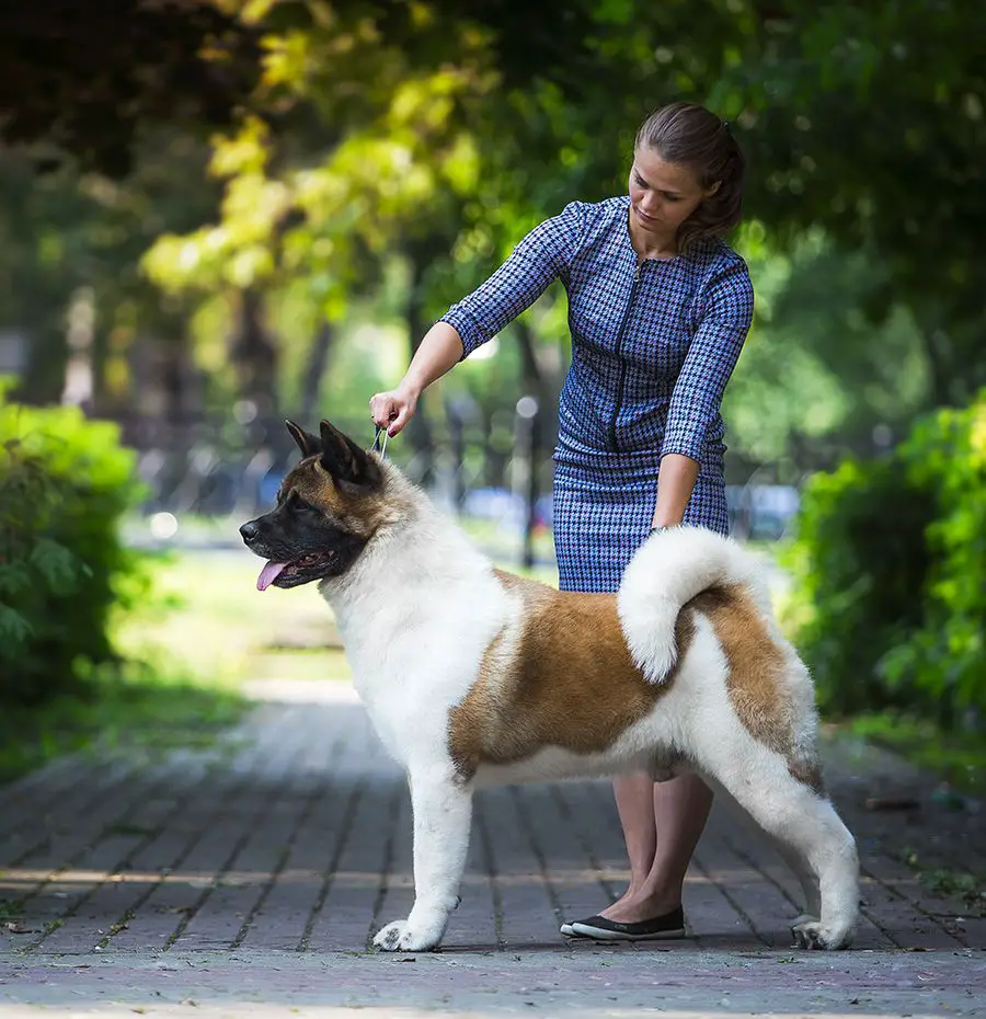 RUS/RKF CH, RUS JCH Tomo No Kimi Tammuz