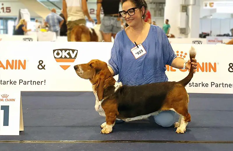 Slov. Champion, 5x CAC, 2x CACIB Chilli The Paradisehound