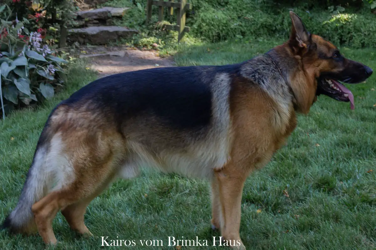 Kairos vom Brimka Haus
