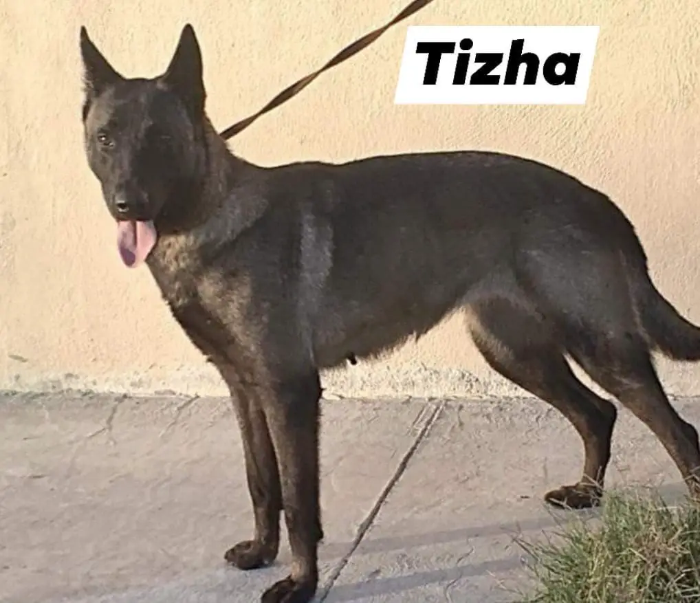 Tizha (Trejo) Mex.FCI