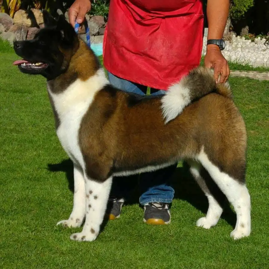 Deroal Luxor