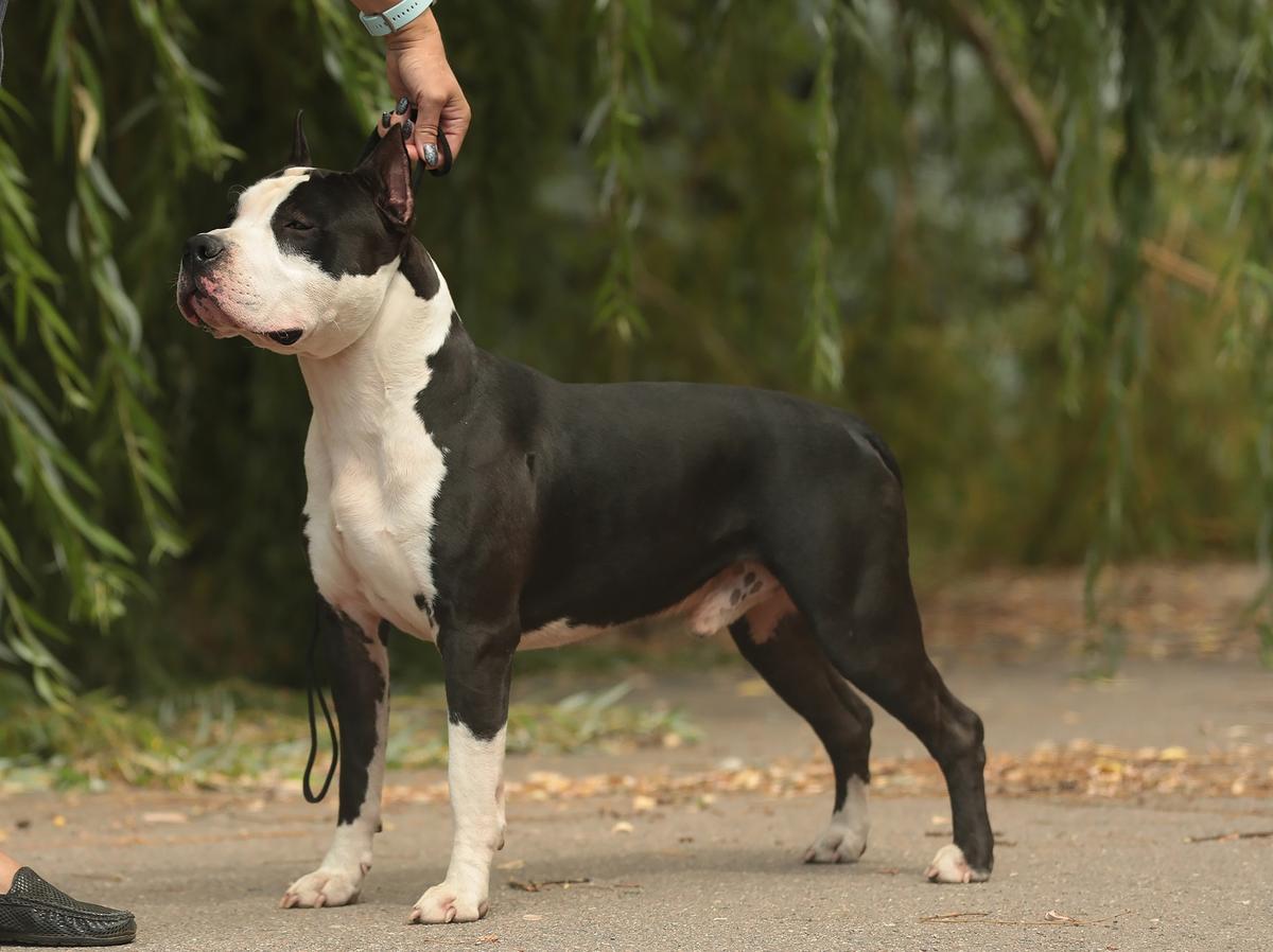 JCH RUS, RKF, CW CH RUS, RKF, CLUB Winner Tsayger Black Diamond Iz Doma Lankaster