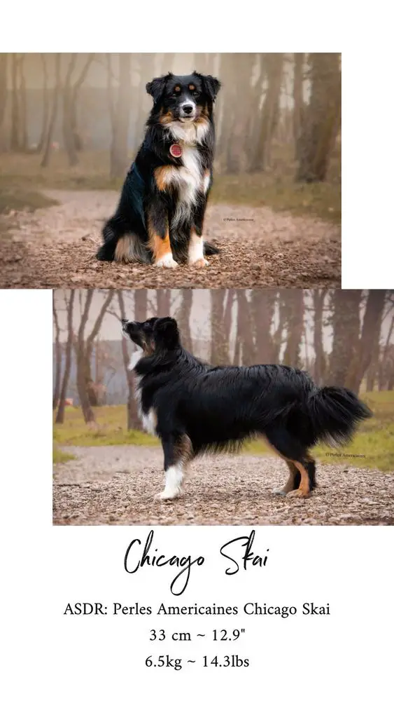 Perles Americaines Chicago Skai