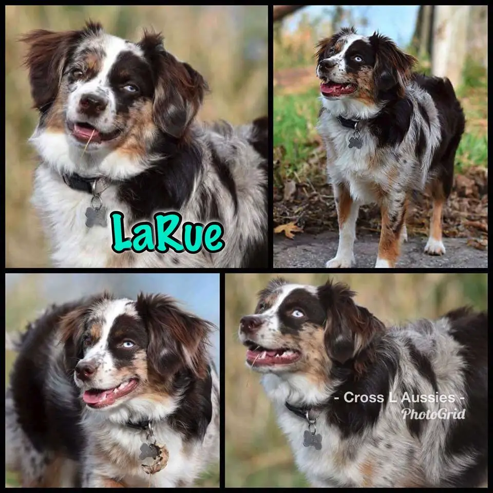 Plum Creek Outlaw LaRue