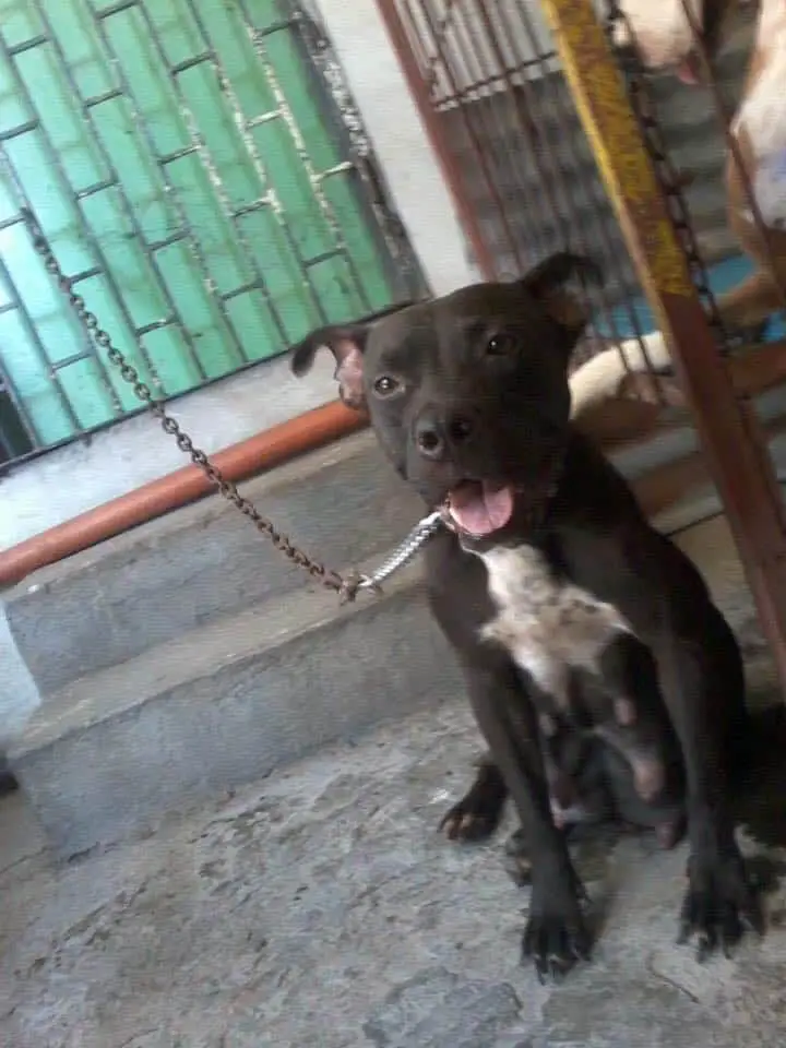 Pax's Althea