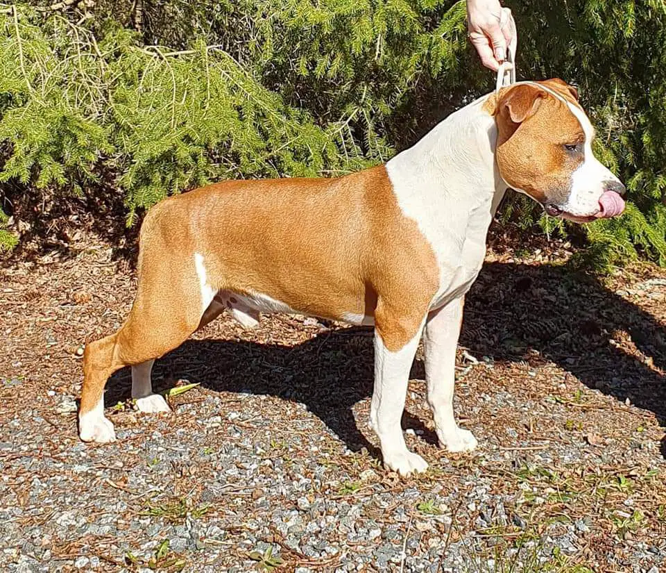 LBK'S REBEL AND PROUD LITTLE ITALY "Crunch"