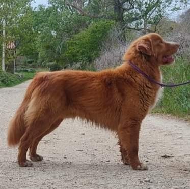 ES PT CH Onza de Oro Boatswain Canis Amicus
