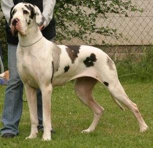 Usina Von Blue Ground