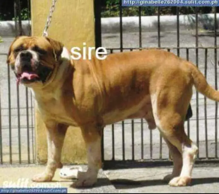 La Paloma's Rampage Hard Rock of Regora