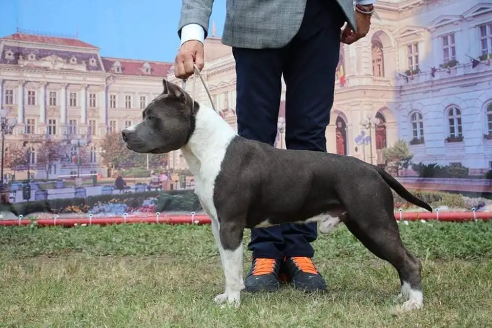 Multi Champion, exc 4 Amstaff Major Dragokan Magic Merlin