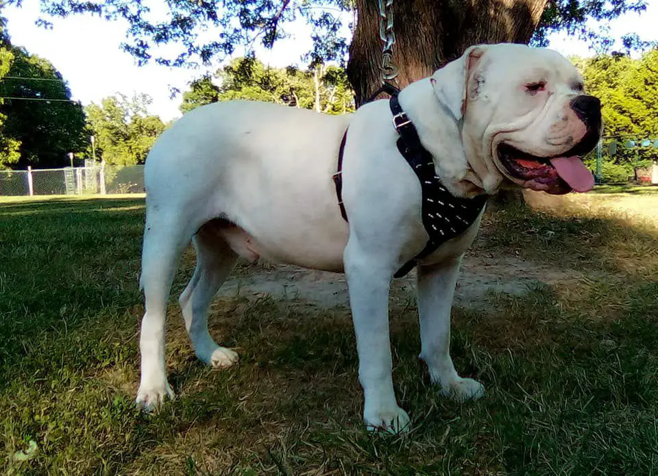 TBAB's Whitey Bulger