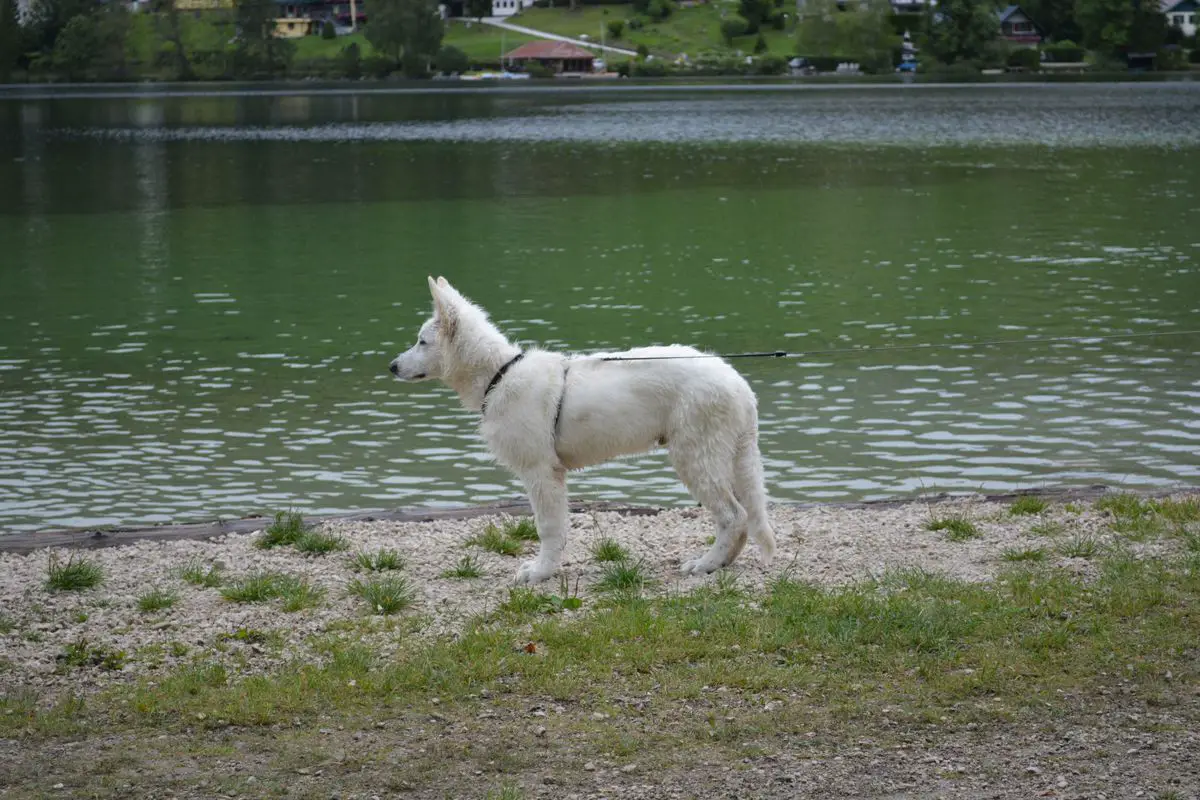 Bayrivers Athos