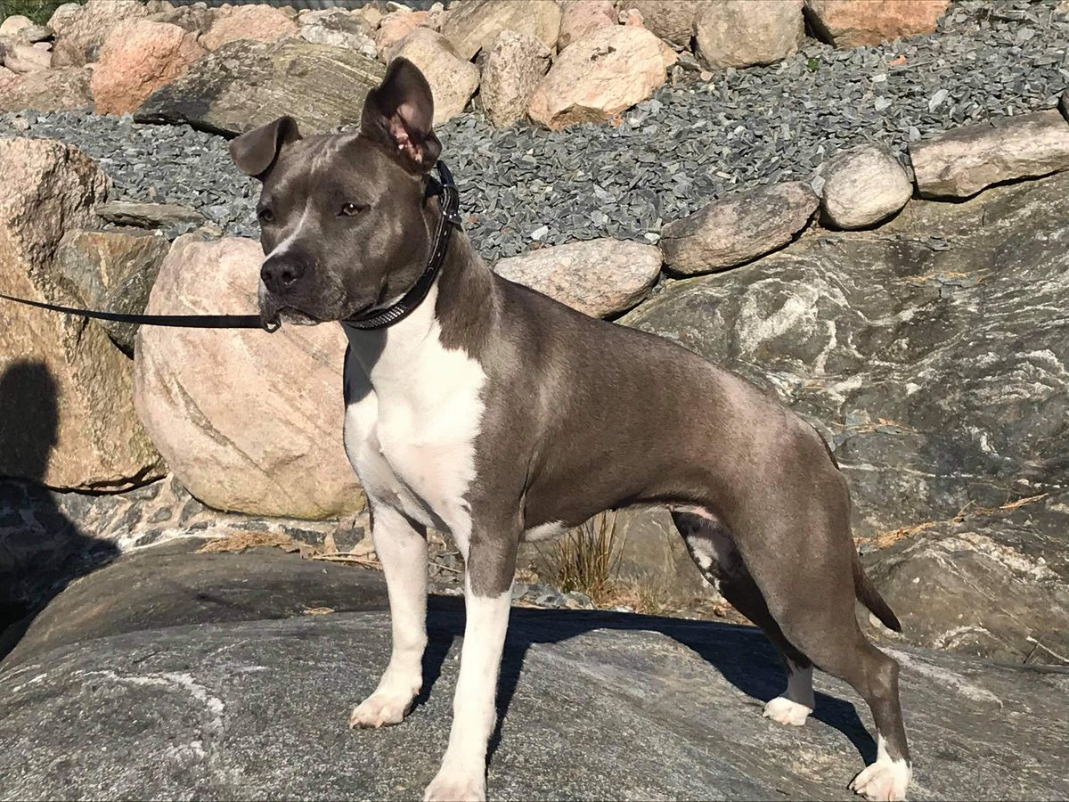 Sweet Infinity Sunshine Runningwolf