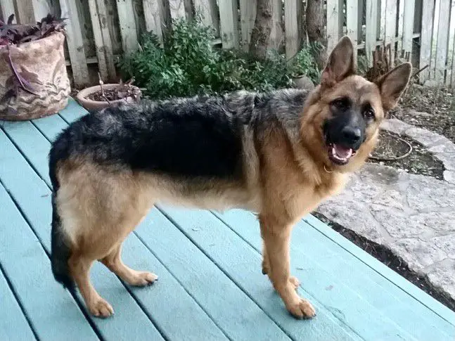 Parina Vom Rumbachtal