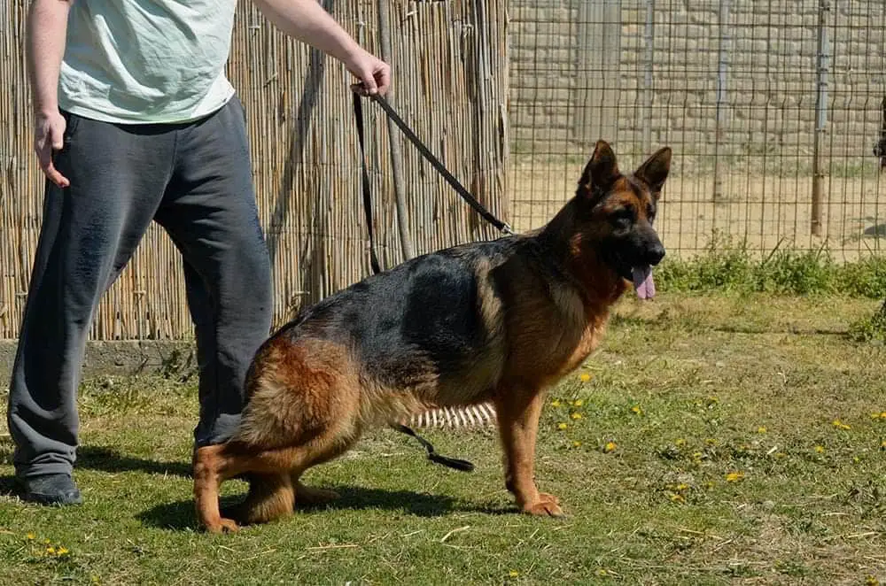 SG Olly vom Damjan Hof