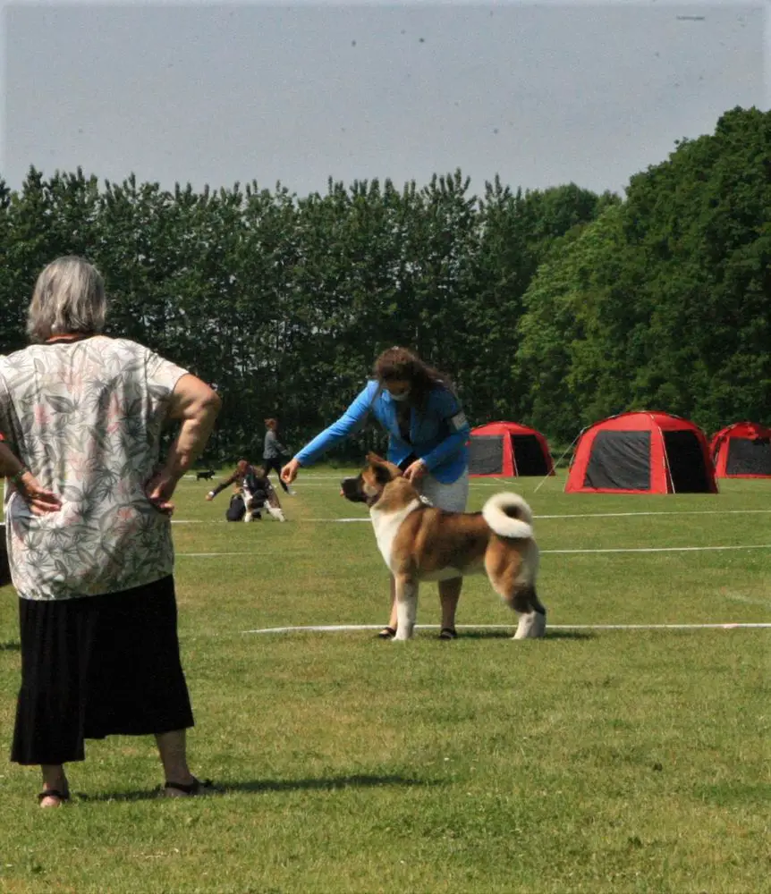 DK JCH, DKCH, NOR CH Eunoia's For Those About To Rock