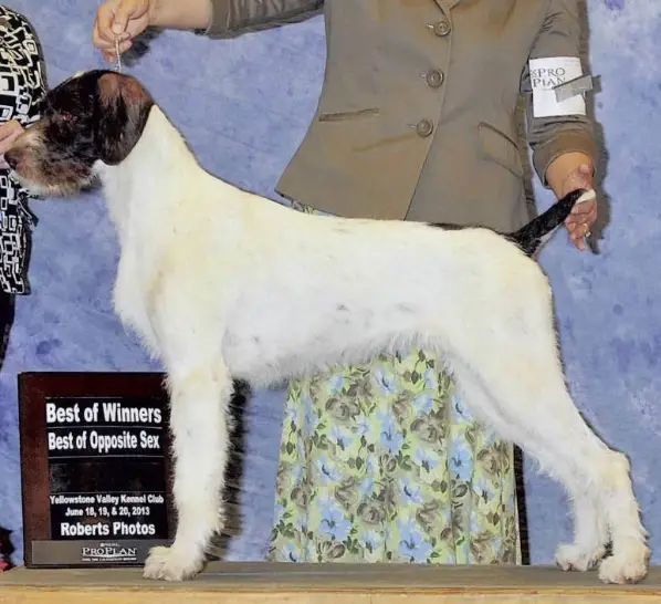 CH IDAWIRE APPLE PIE ALA MODE