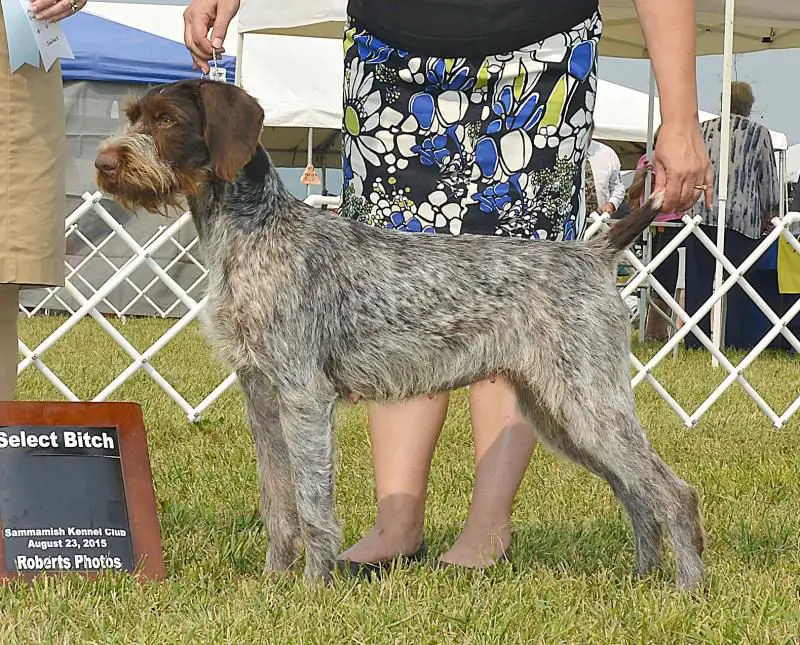 GCh CYNISTER N IDAWIRES CAT'S PAJAMAS