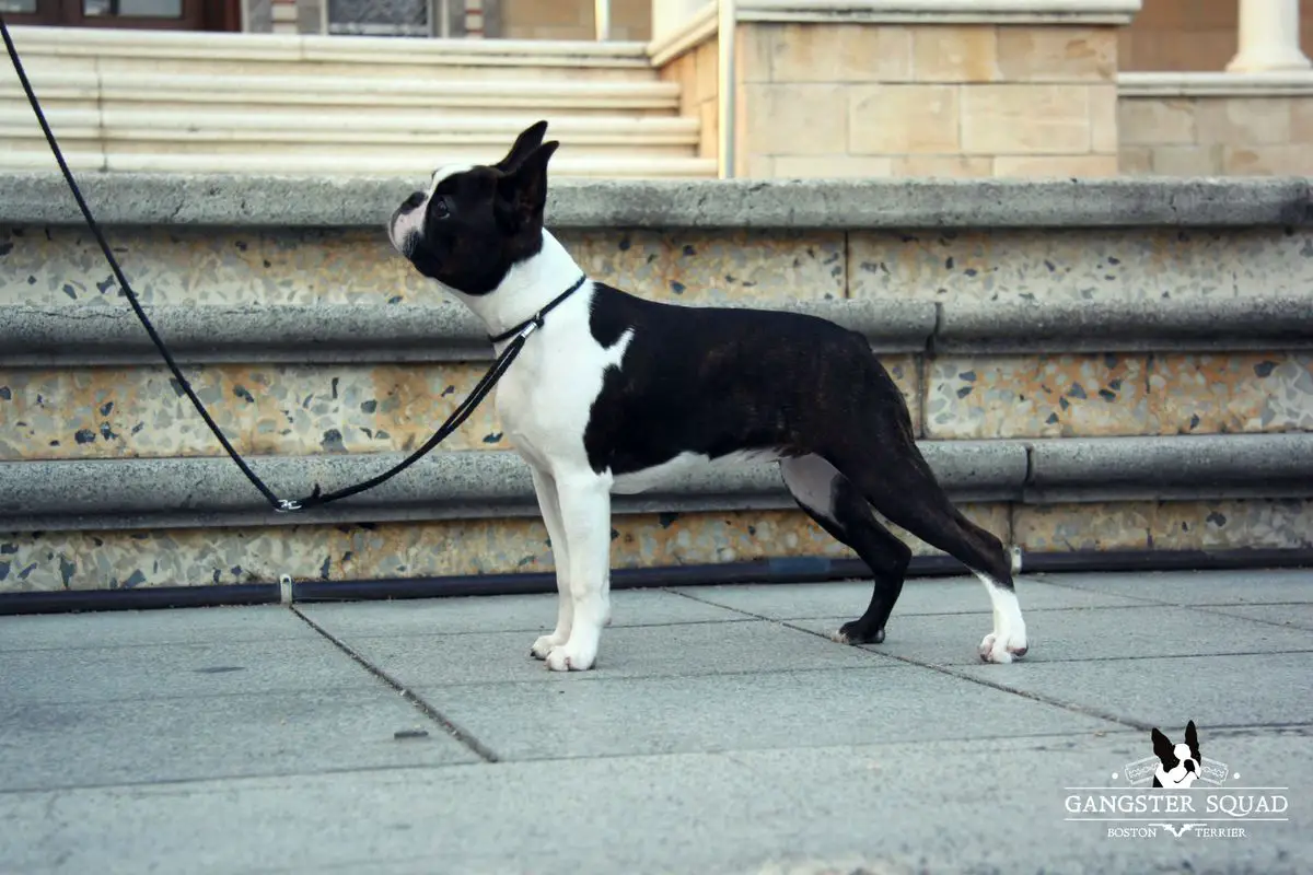 Gangster Squad Distance Creates Desire