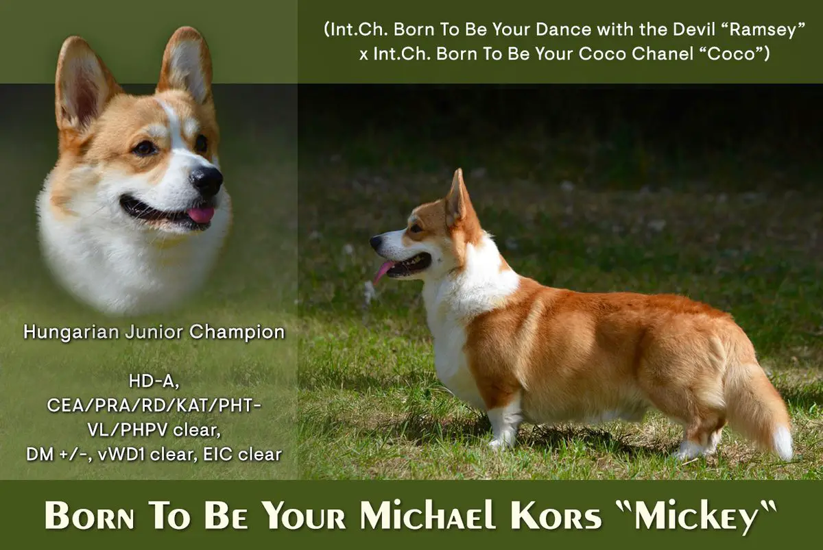 Born To Be Your Michael Kors