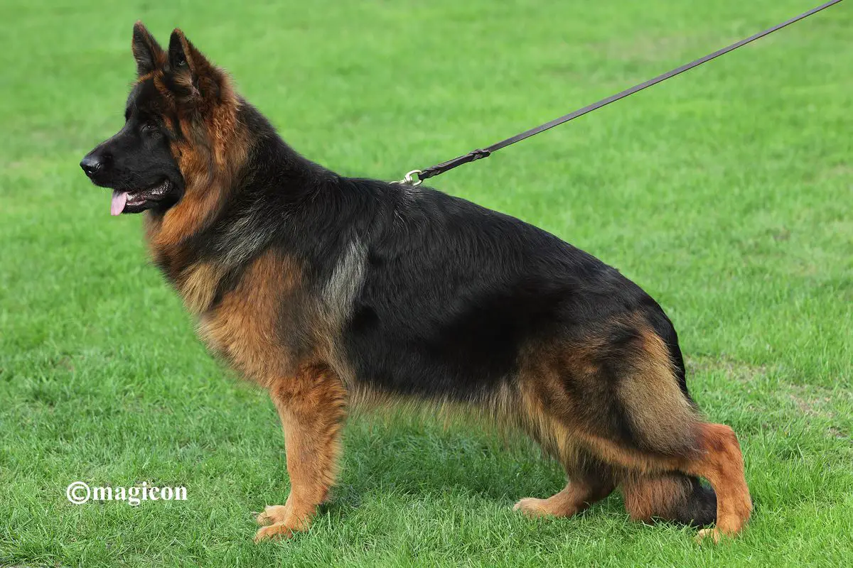 Toetsie v.d. Tempelhoeve