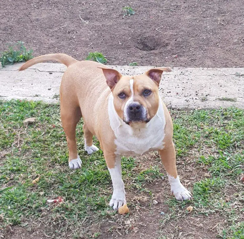 Erebo Sacrata Foresta