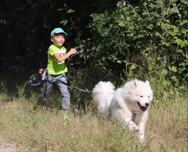 Giant Showman from Siberian Diamondland