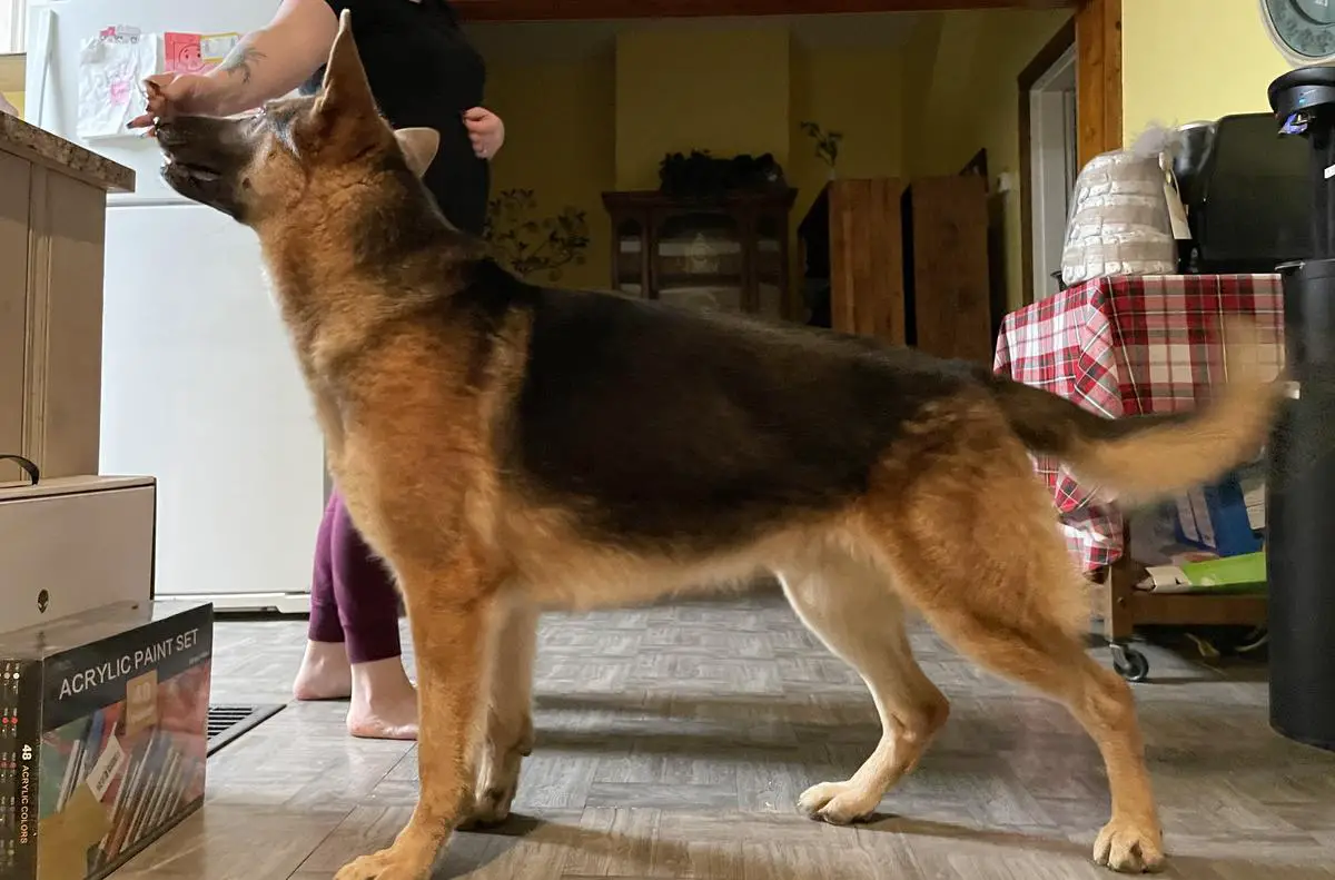 Blau Volk Vom Becker Ranch