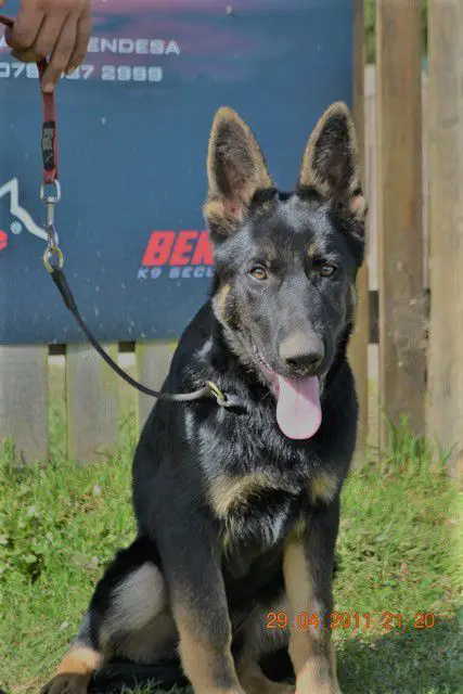 Rudaric Quartos Of Hausbende