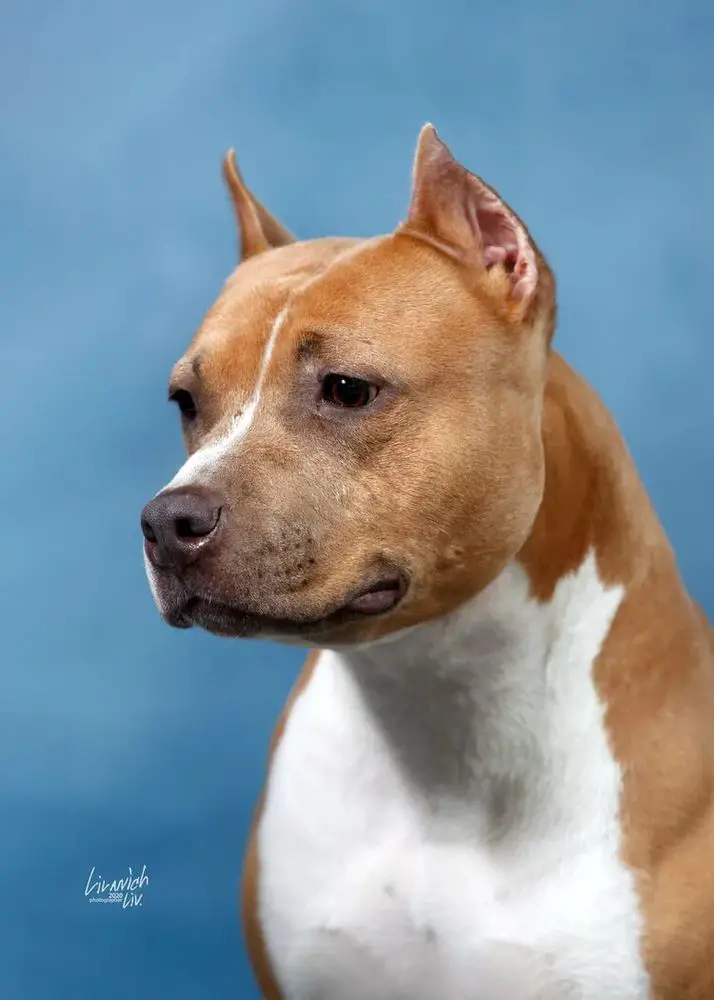 ASTI DOG HOUSE SHIMMER MOON ECLIPSE