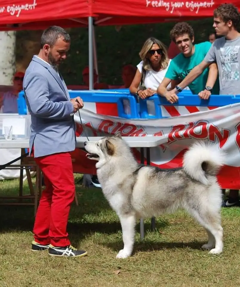 Junior Champion Spain Iron Ice Shaylee At Josemalamut