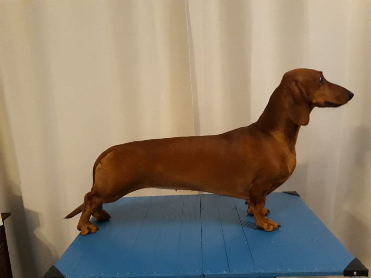 INT CH YUJNOE SOZVEZDIE NARINKA-MANDARINKA