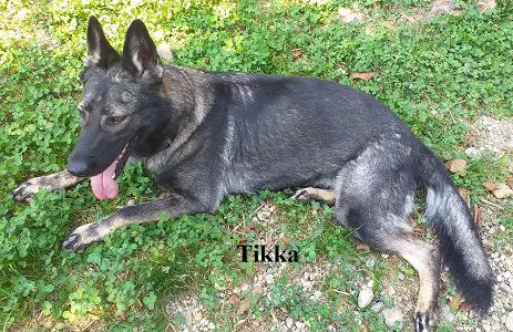 Dado's Home Tikka