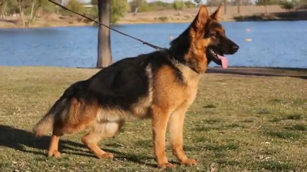 Taz Von Shiphra