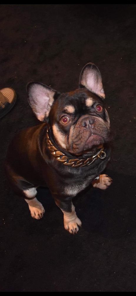 DONFRENCHIES BRUTUS
