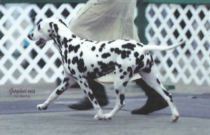 Tr Sparklin' Spirit Abigail