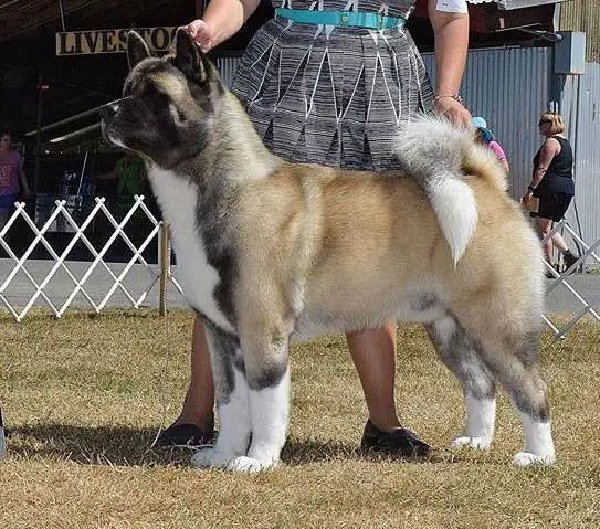 AKC GCH, UKC CH Showkayce Folsom Keeps A-Rollin