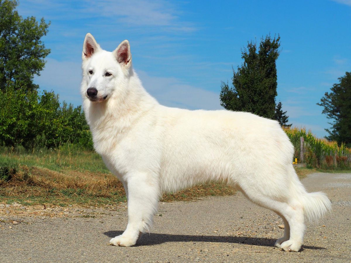 Nam iet er zar'roc of hypnotik dream