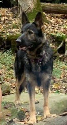 Rocksy Fearday Von Bergstrom