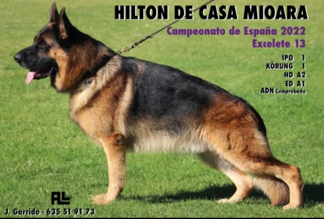 HILTON DE CASA MIOARA