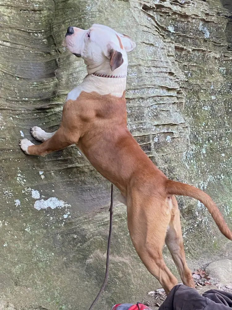 Kentucky Casanova of EKAB