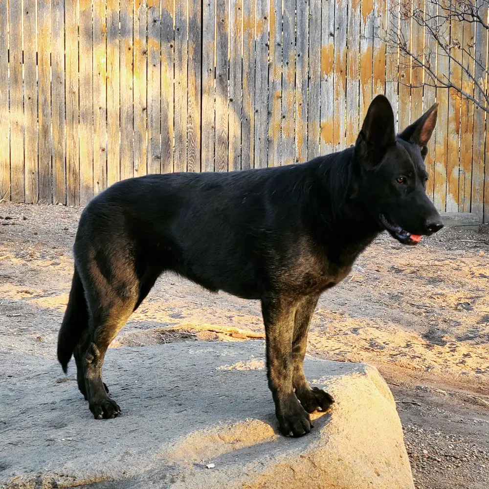 A. Bonnie Deja'vu Von Schwarzwald