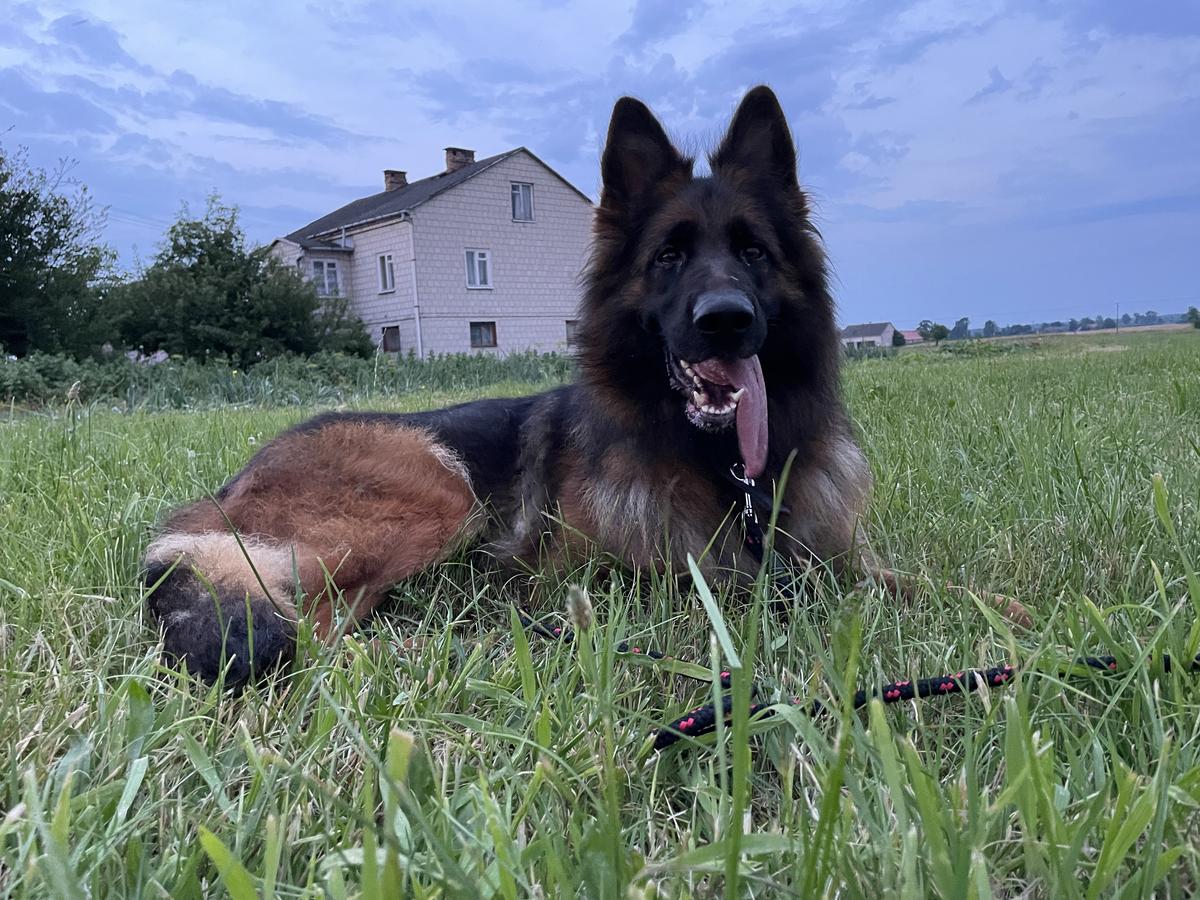 VANESSA El-Choclo UCI