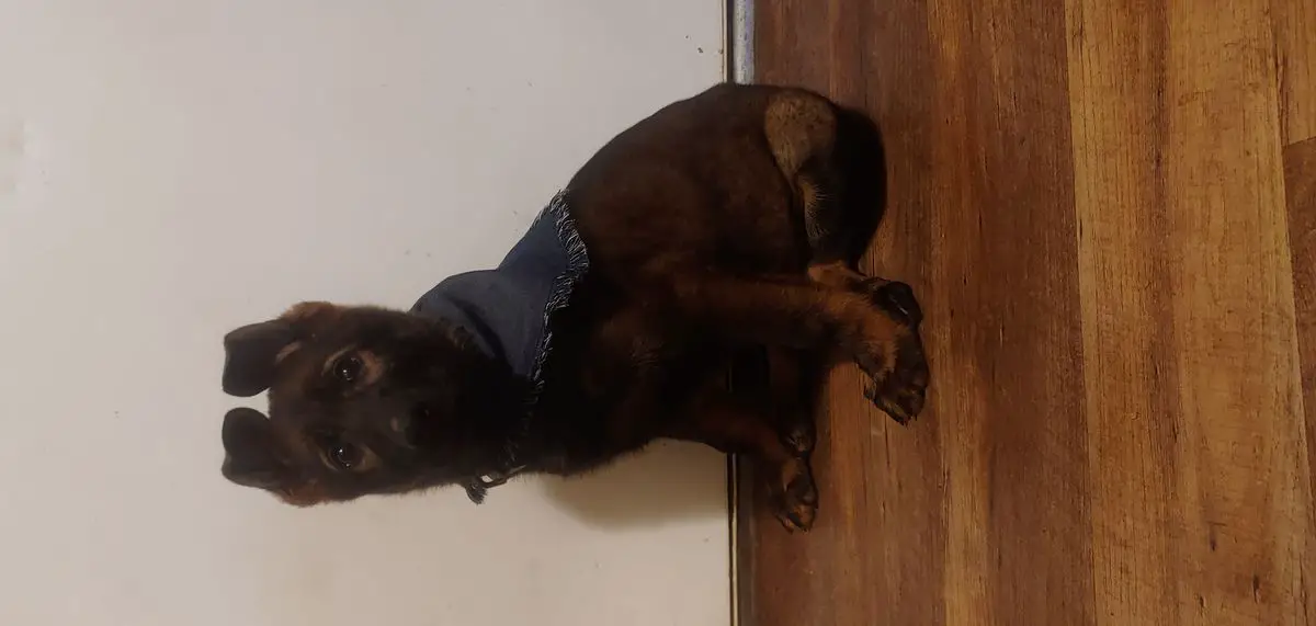 Free Falls Dark Echo