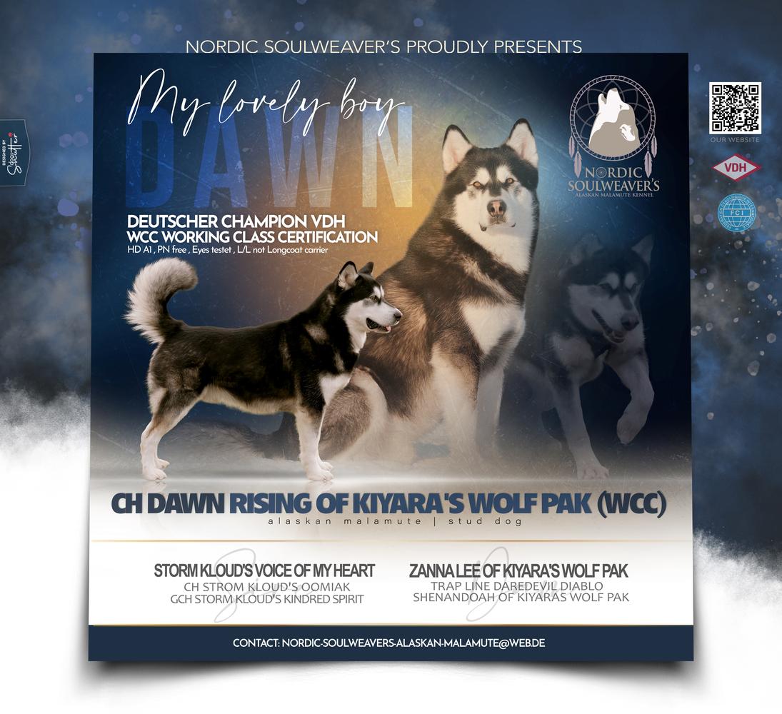 CH Dawn Rising of Kiyara's Wolf Pak (WCC)