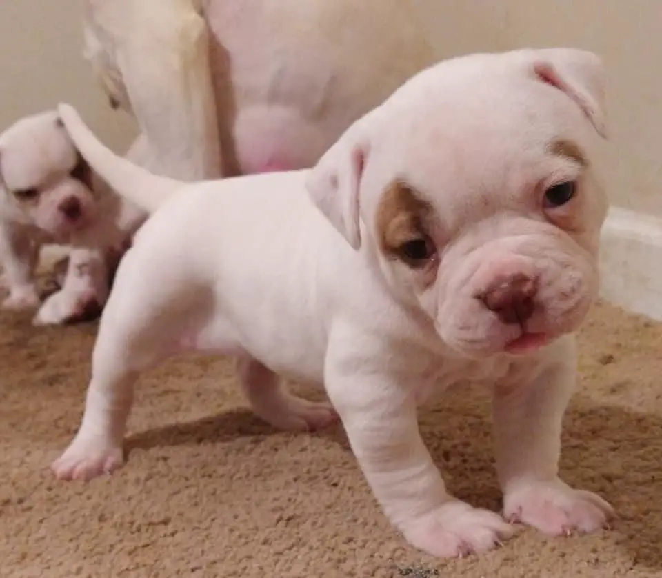 MGB'S Lady of Rage of Immortal's